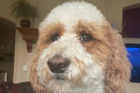 Photo of Sadie, a therapy dog.