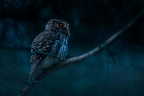 Owl on a tree branch.