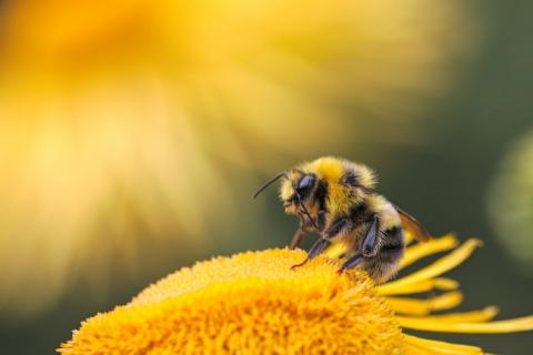 Bee gathering pollen from a yellow flower.