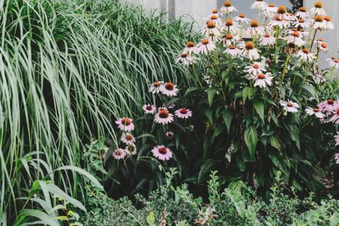 Purple flowers and ornamental grasses.