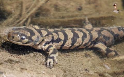 Western Tiger Salamander, Colorado's state amphibian.