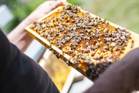 Hands holding honey comb slab with honey bees.