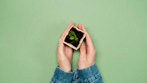 child's hands around plant sprout