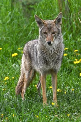 Coyote standing in a field