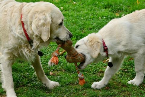 Dogs playing with toy