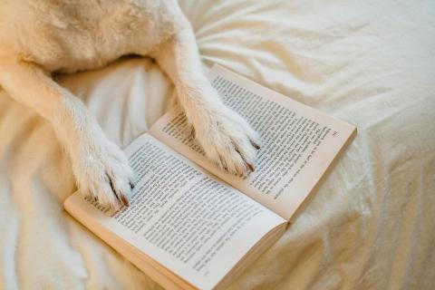 Dog lying on bed with book