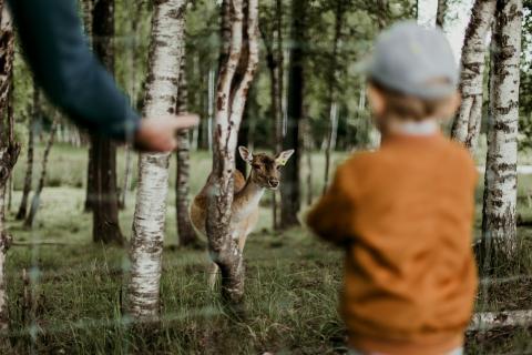 Child watching a deer