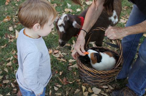 Child and Farm Animals
