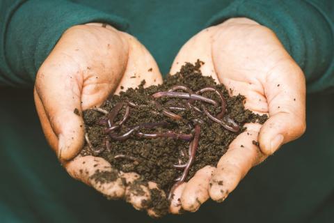 Earth Worms dirt
