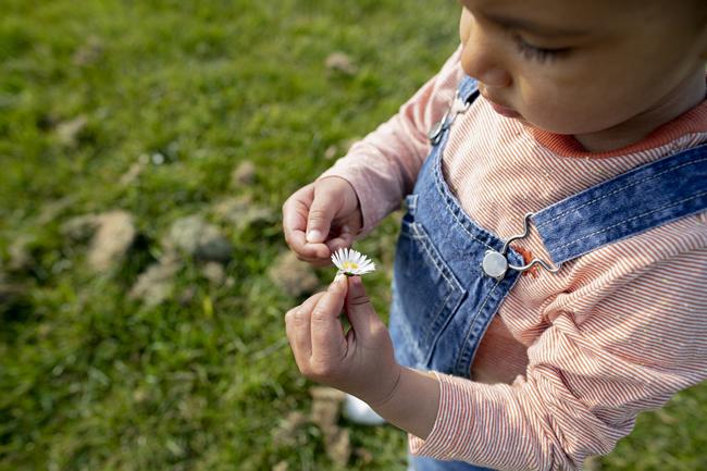 Toddler boy in denim overalls outdoors examining a daisy.