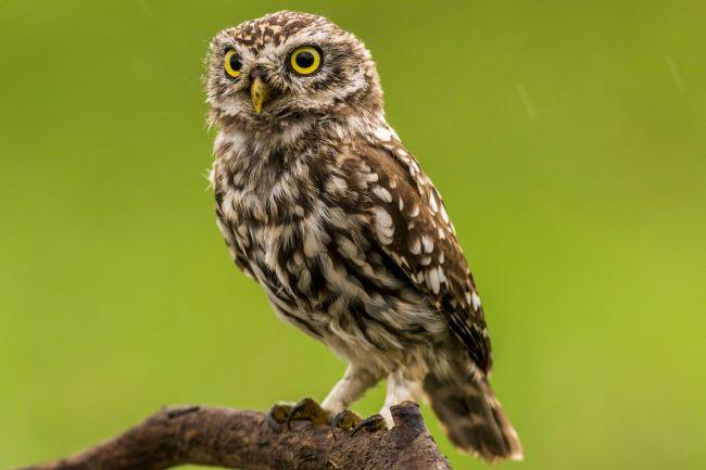 Small brown/white owl sitting on a branch. Green background.