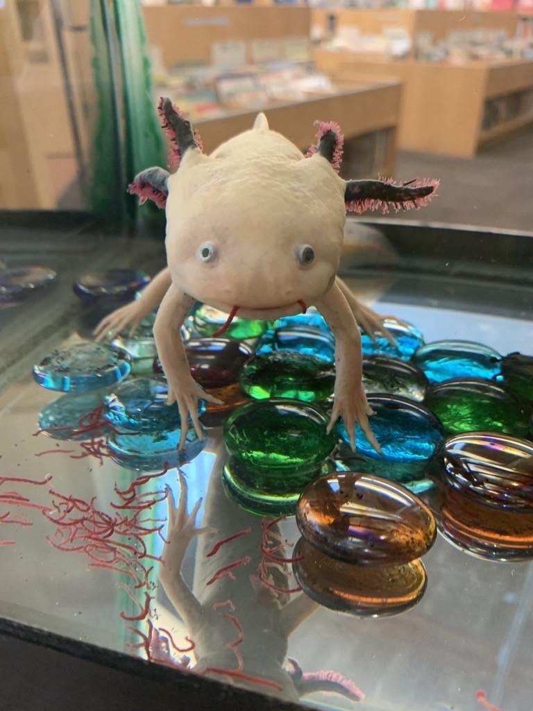 Lil Patty- the library axolotl