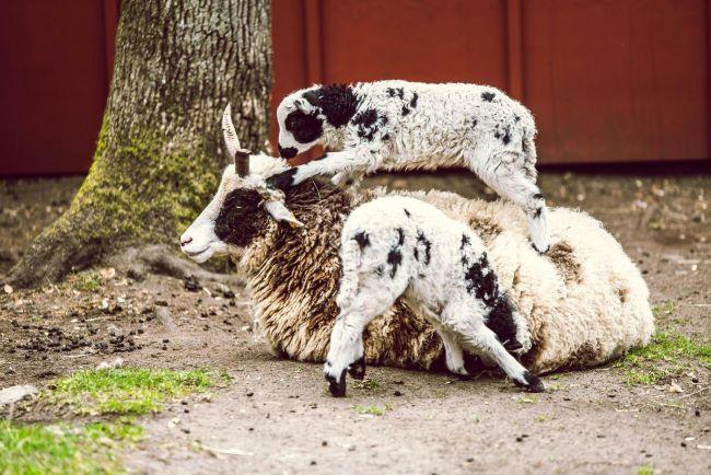 A spotted baby sheep standing on its supine mother.