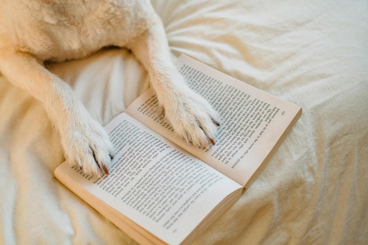 Dog lying on bed with book